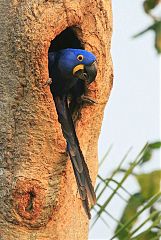 Hyacinth Macaw